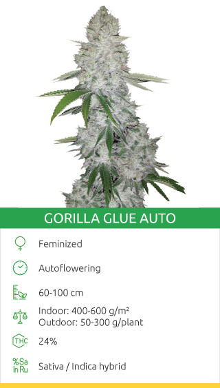 Gorilla Glue Auto fem