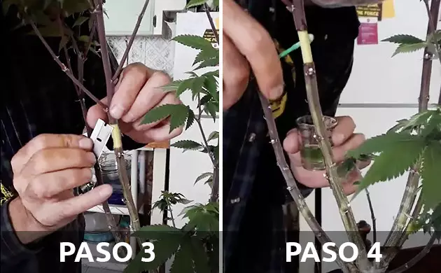 acodos aéreos de cannabis