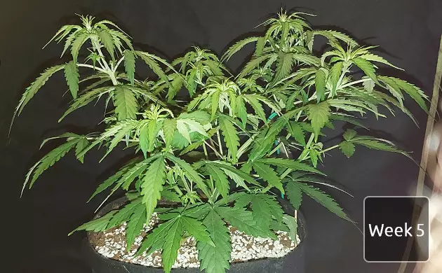 Buy Gelato Auto by Original Sensible Seeds