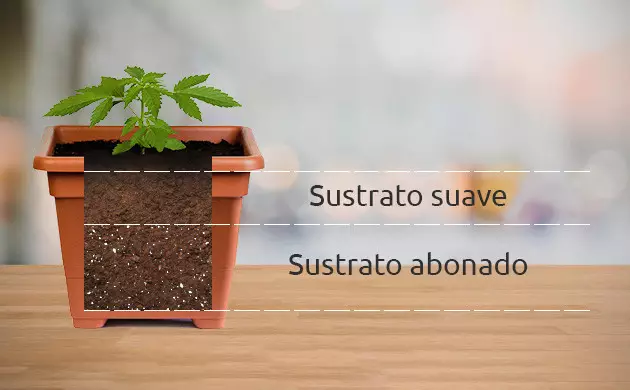 como germinar semillas de marihuana de interior