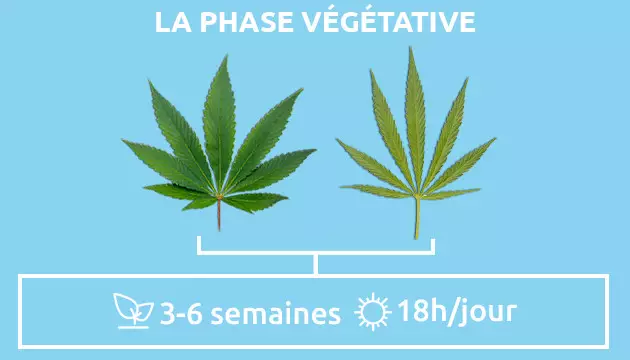 Indica vs Sativa : la phase végétative