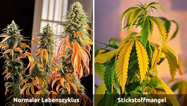 Cannabis gelbe Blätter