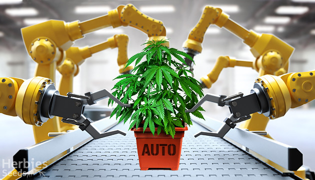 Varietà di cannabis autofiorenti: pro e contro per aiutarti a diventare  autofiorente - Herbies