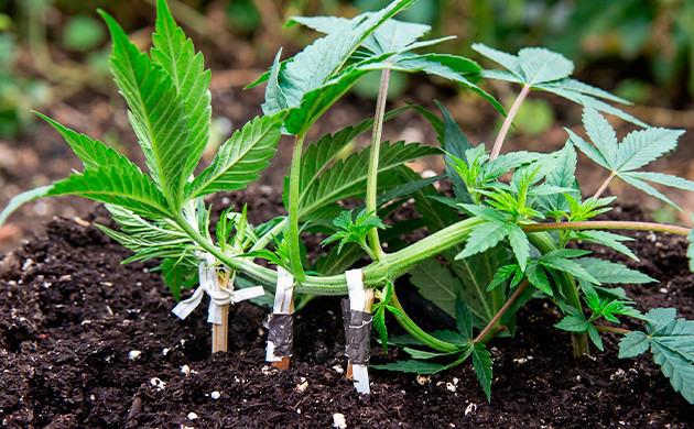 LST is your secret weapon how many plants do i need