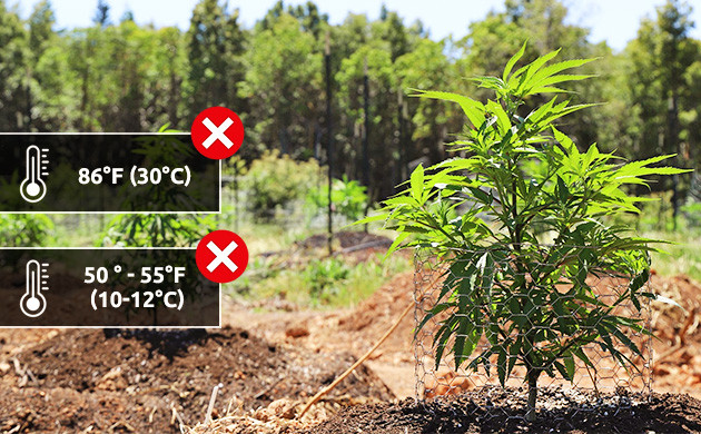 how to grow marijuana properly