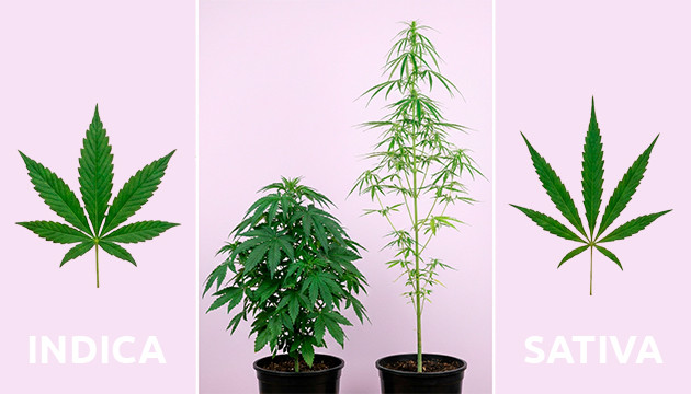 cannabis plant anatomy