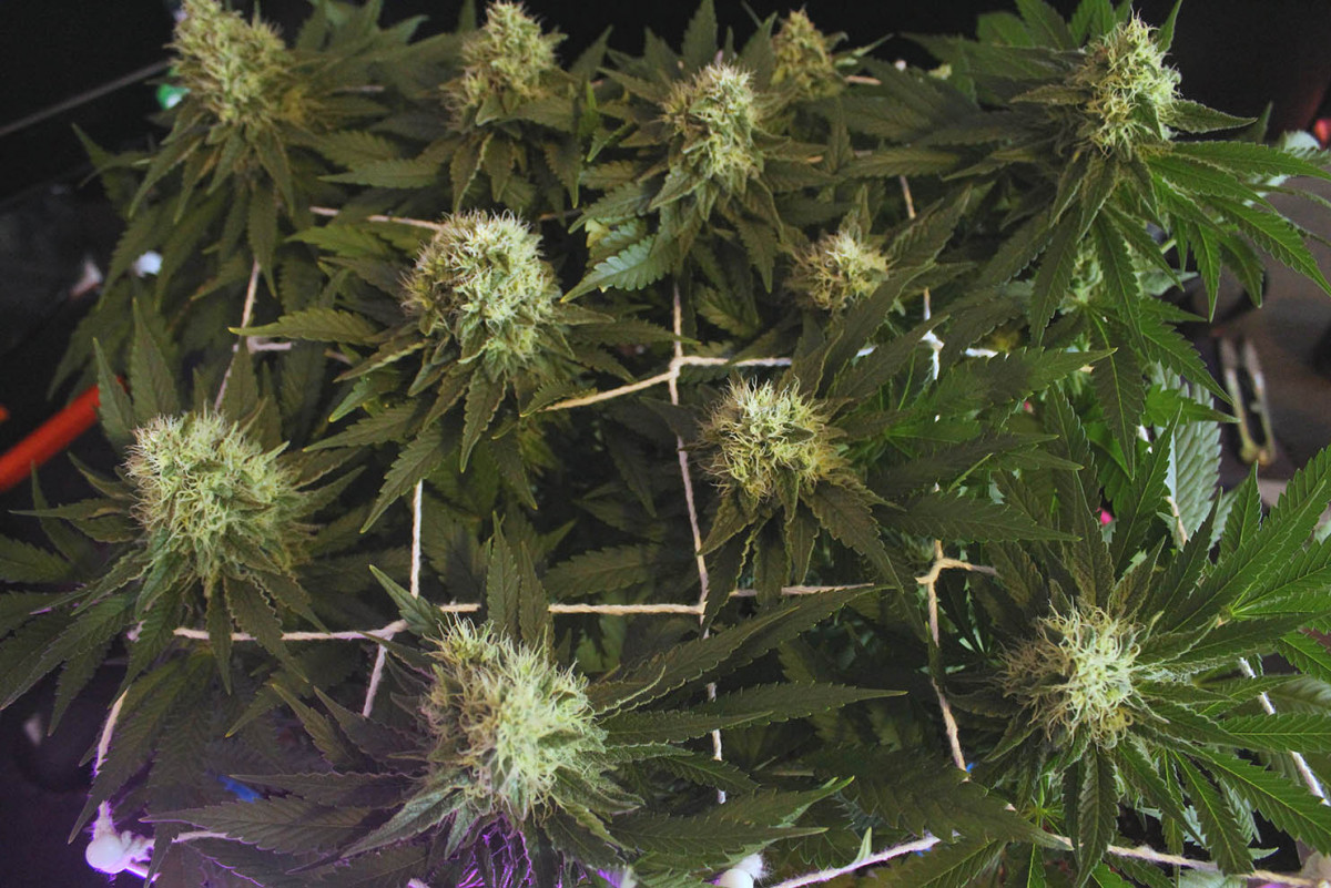 Incredible Bulk Feminized Seeds UK, Grizzly Seed Bank