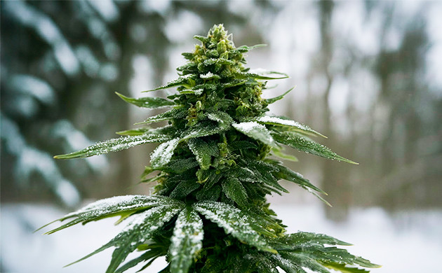 O que a cannabis é melhor para clima frio