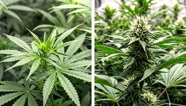 homemade co2 for plants