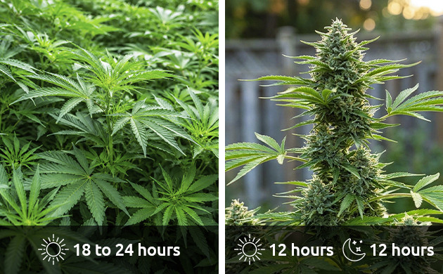 how to grow hydroponic weed