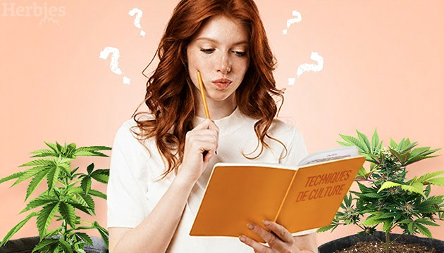 8 conseils d experts pour cultiver du cannabis comme un pro