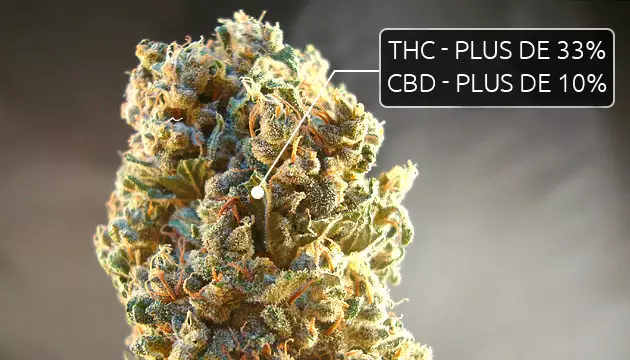 Teneur en cannabinoïdes de la bonne weed