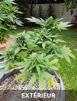 graines autofloraison