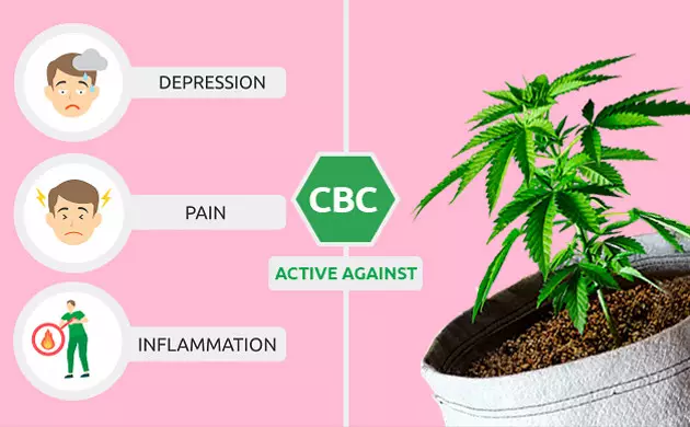 Cannabis plants contain a natural chemical compound