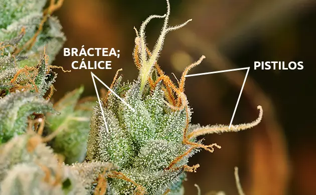 partes de uma planta de cannabis femea