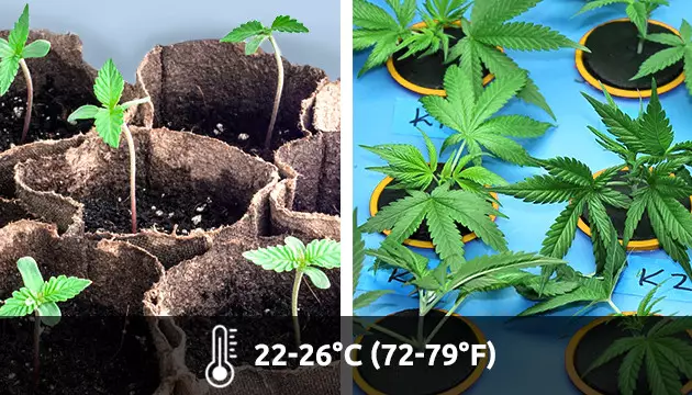 germination, semis et clones