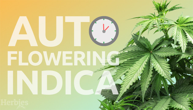 best auroflowering indica cannabis strains