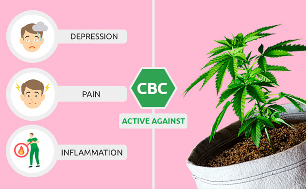 Cannabis plants contain a natural chemical compound