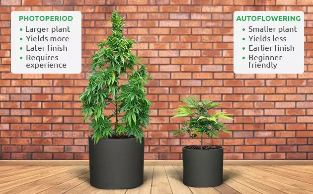 indoor cannabis seeds