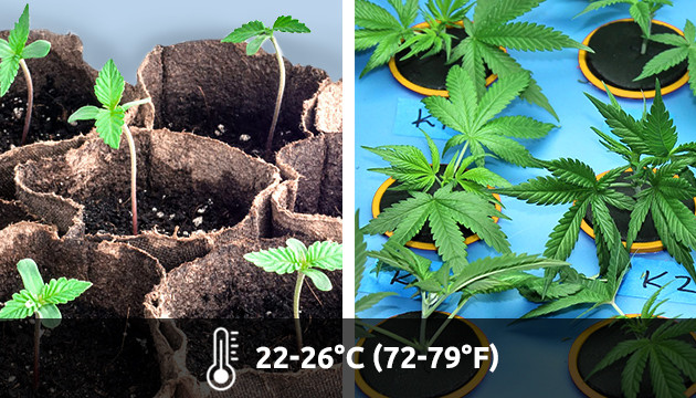 germination, semis et clones