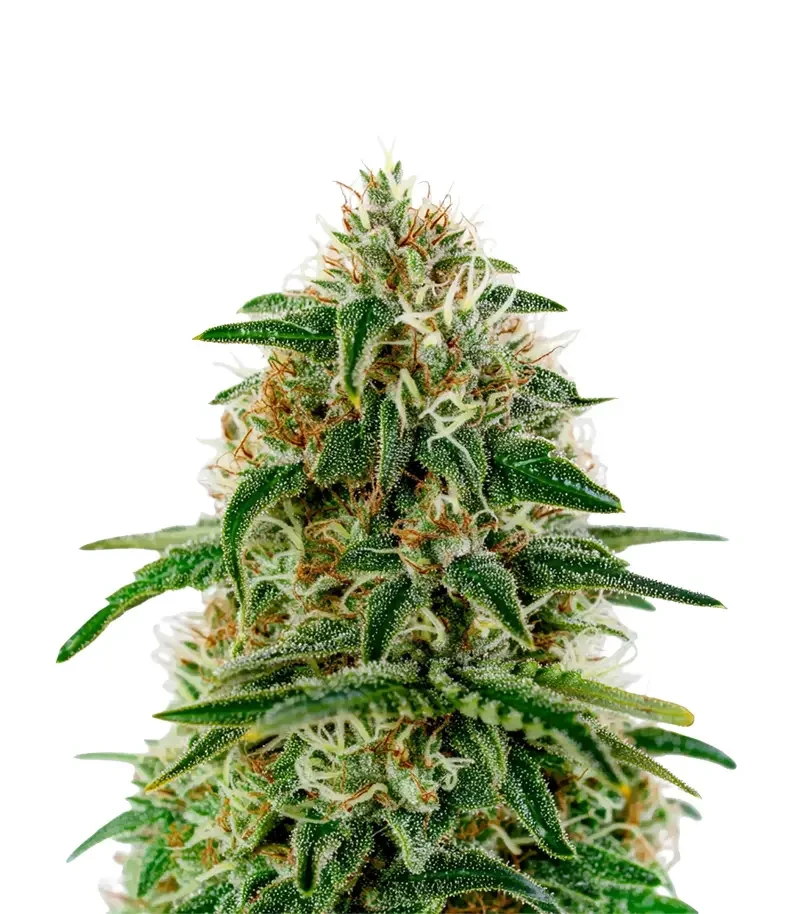 A.M.S. (Green House Seeds)
