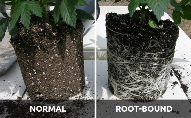 cannabis root problems