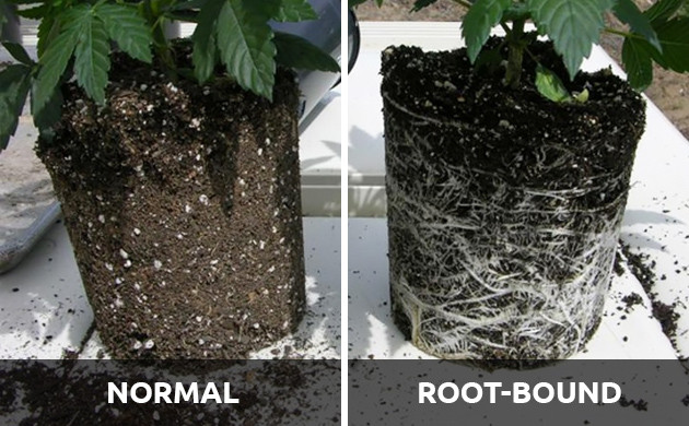 healthy plant roots