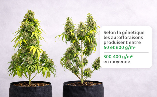 combien produisent les plantes a autofloraison