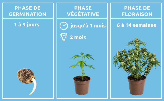 les etapes de maturite