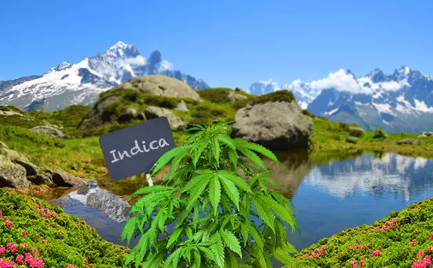 La culture du cannabis dans les régions de l'Est de la France