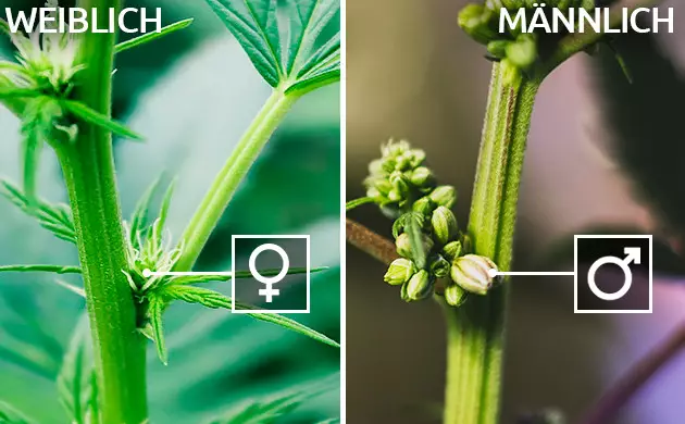 Männliche Pflanzen identifiziert