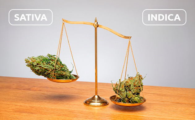 cannabis rendements