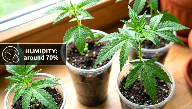 high humidity during flowering