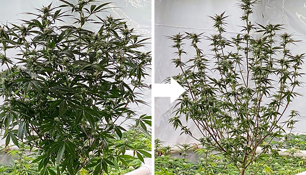 trimming leaves during flowering