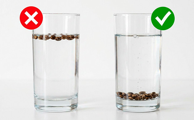 Test your seeds with a floating method how to identify female cannabis seeds