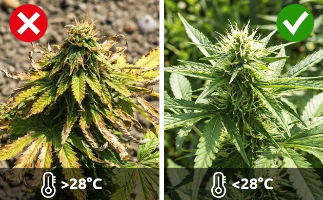 enfermedades de las plantas de interior