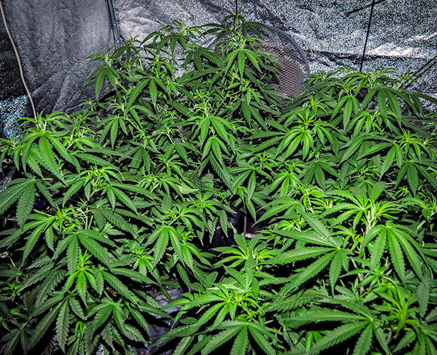 The Incredible Bulk Grow Diary: The Best-Yielding Weed Strain