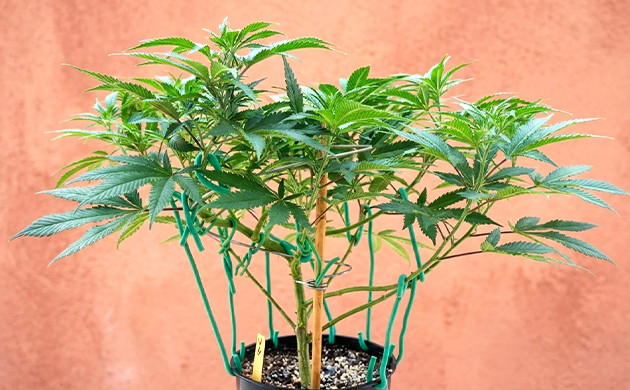 Use lst space bucket lighting