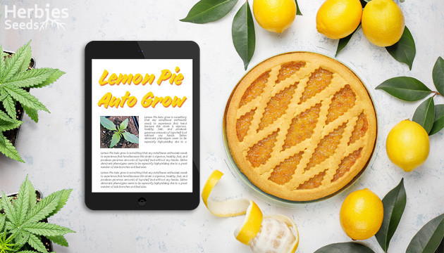 Anbau von Lemon Pie Auto: Meine bisher größte Autoflower