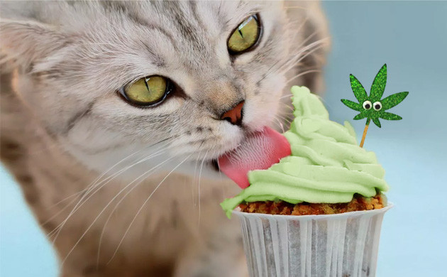 Efecto de la marihuana en gatos y perros: ¿cómo afecta el cannabis a tus mascotas?