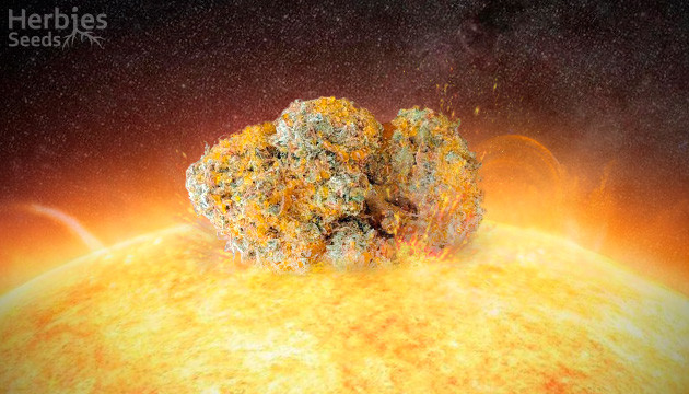 sunrocks weed