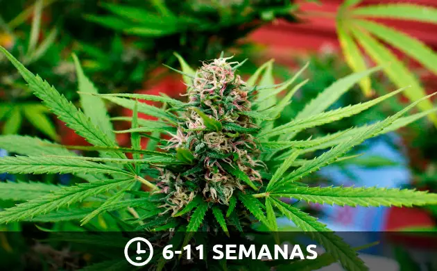 estágio de floração da cannabis
