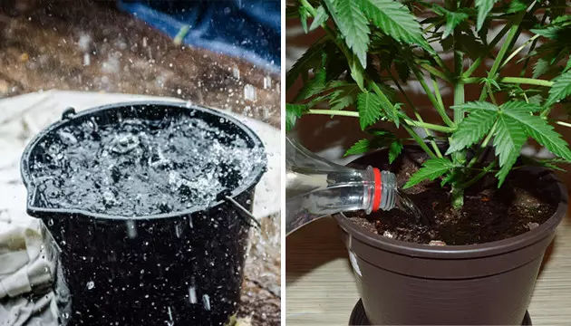 agua para regar marihuana