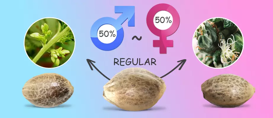 differenza tra semi femminizzati e regolari
