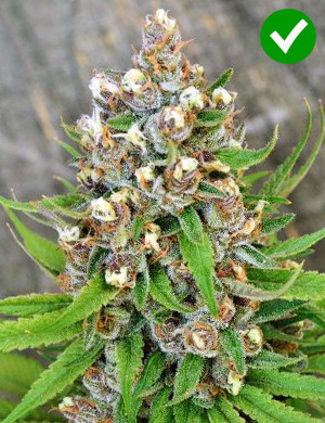 foxtail cannabis