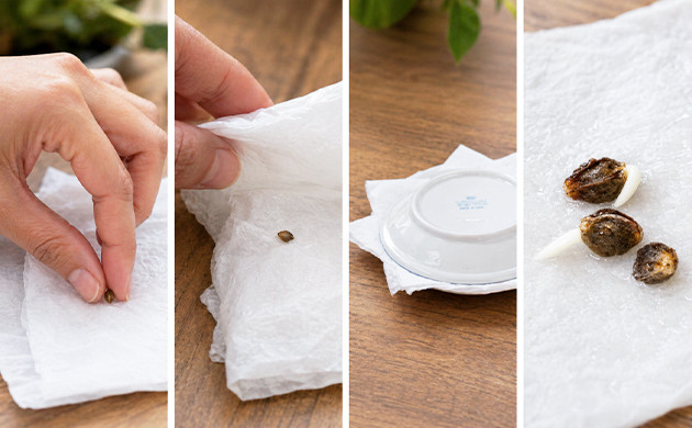 germinate old cannabis seeds using paper towels