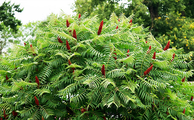 Staghorn Sumac