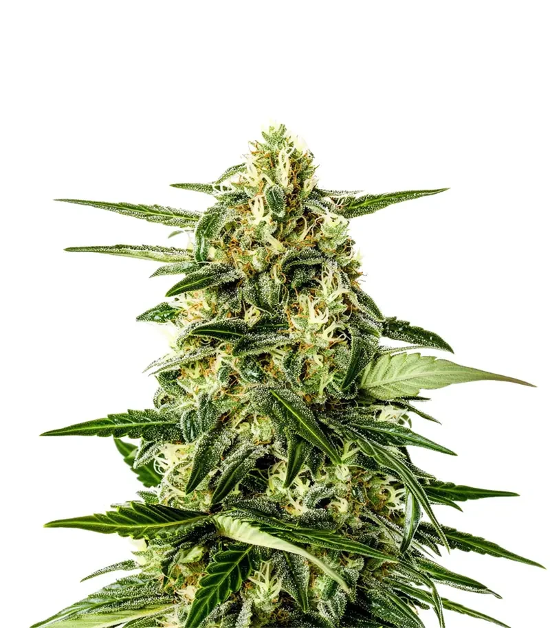 Jack Herer Auto (Green House Seeds)