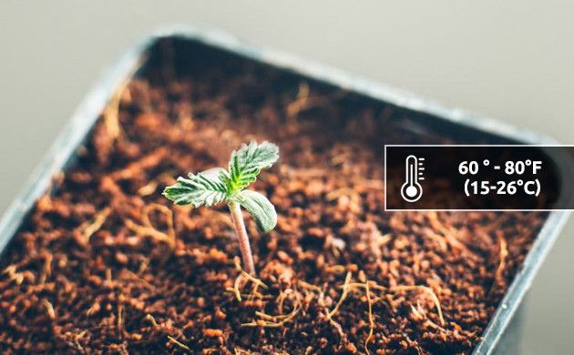 stretching in marijuana seedlings