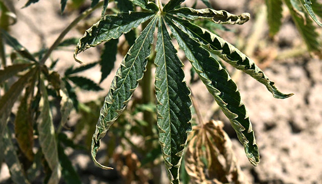 Et si votre humidité est trop basse humidité pour les mauvaises herbes